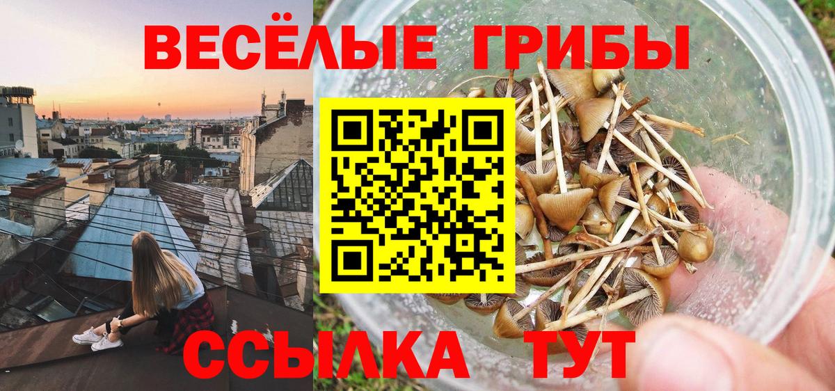Нижнеудинск  купить  сайты  Псилоцибиновые грибы прущие грибы  Вход с VPN  Псилоцибиновые грибы Psilocybe 